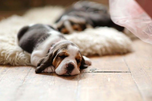 Natural Dog Calmers That Work