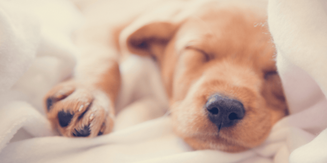 Puppy sleeping on blankets