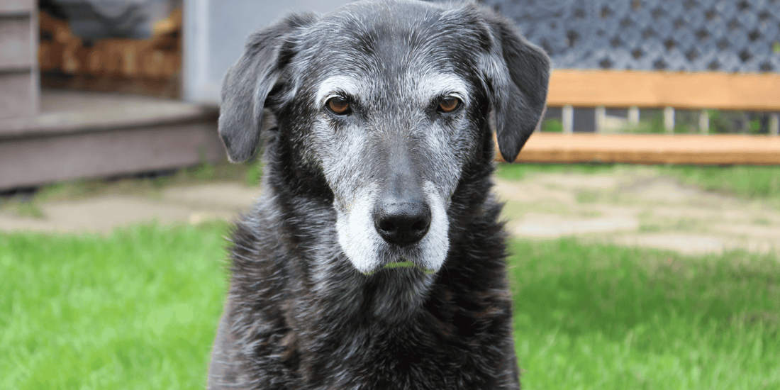 Old dog sitting on grass