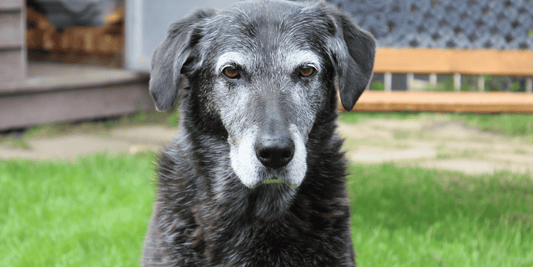 Old dog sitting on grass