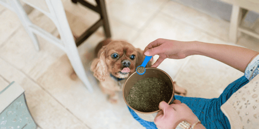 Does Dry Food Really Clean Dogs’ Teeth?