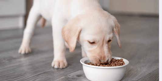 Puppy eating out of a bowl