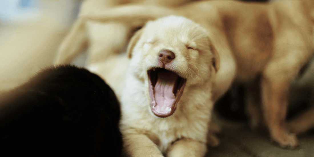 Puppy yawning 