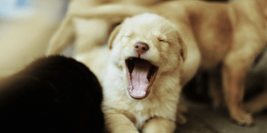 Puppy yawning 
