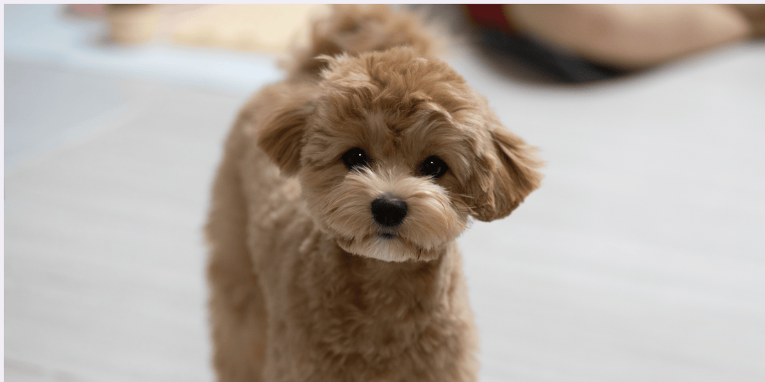 Puppy on white background