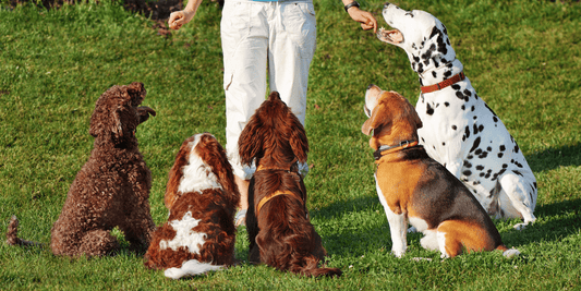 Train Like a Crufts Champion: What We Can Learn from the Pros