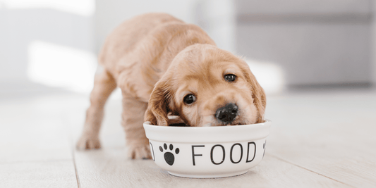 Puppy dog eating out of a bowl