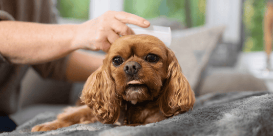 DIY flea trap at home with a pet dog receiving flea treatment on a cozy sofa.