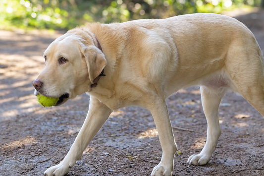 older dog walking with her ball on a woodland path