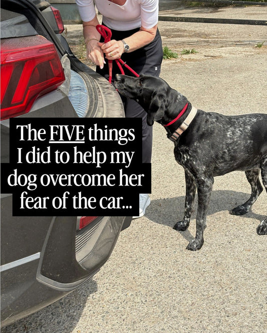 Dog getting into the car