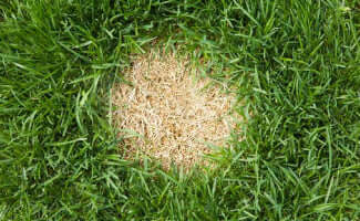 Dog Urine Ruining Your Grass?