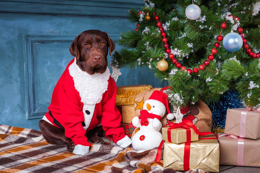 Your Dog at Christmas: How to Have a Pawesome Christmas!