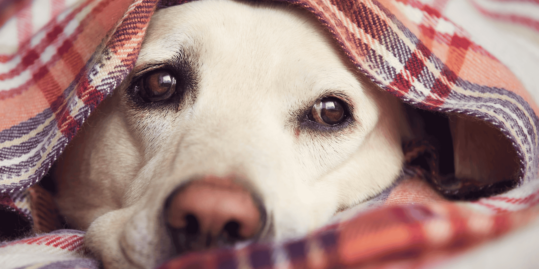 Cute dog under a blanket looking calm and relaxed amidst fireworks season.