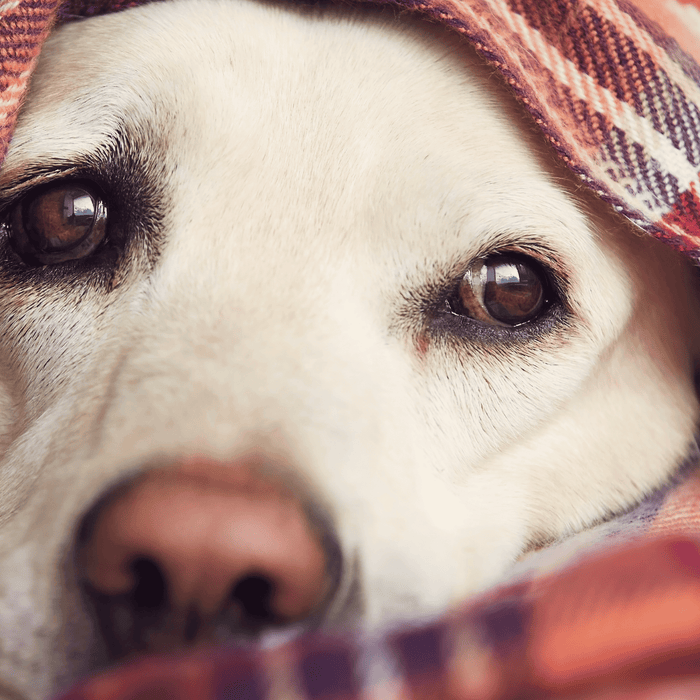 Cute dog under a blanket looking calm and relaxed amidst fireworks season.