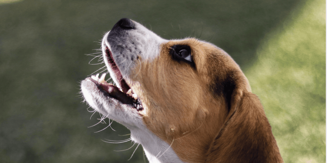 How Teaching Your Dog to Bark on Command Can Actually Stop Excessive Barking