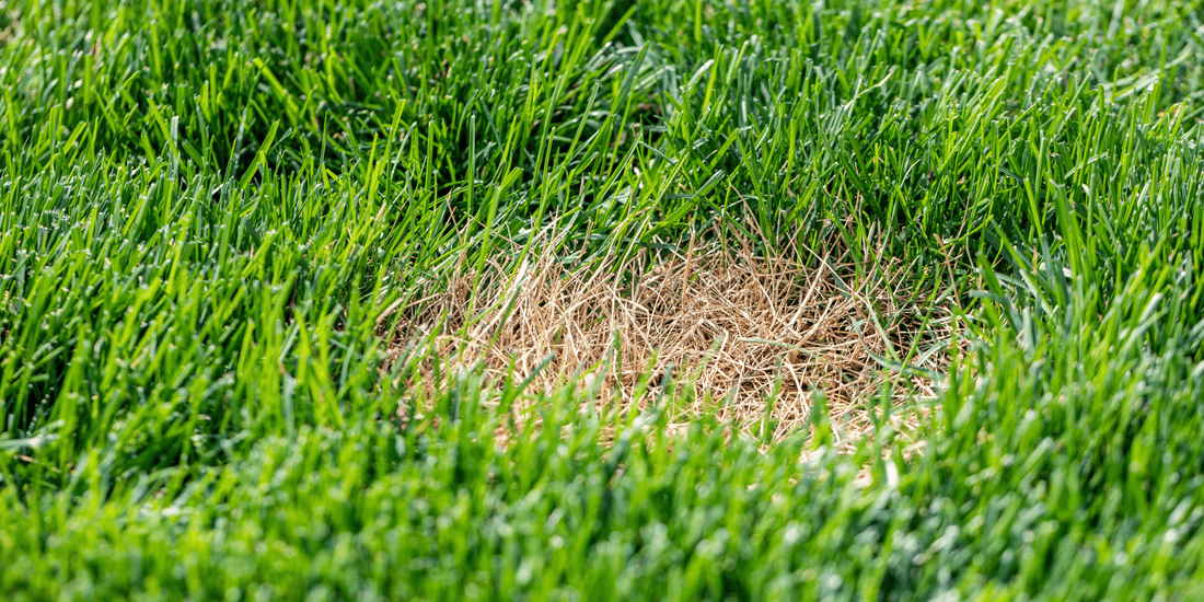 Brown patches on grass caused by dog urine