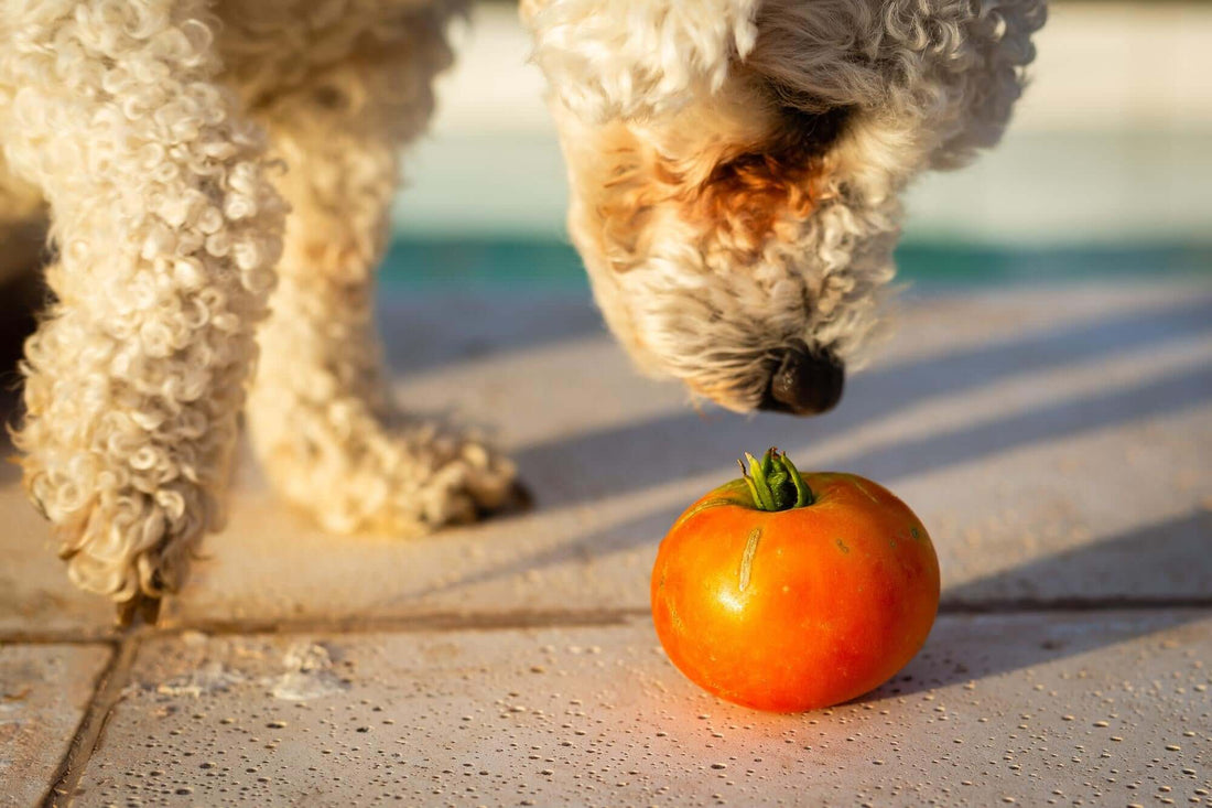 Can Dogs Eat Tomatoes?