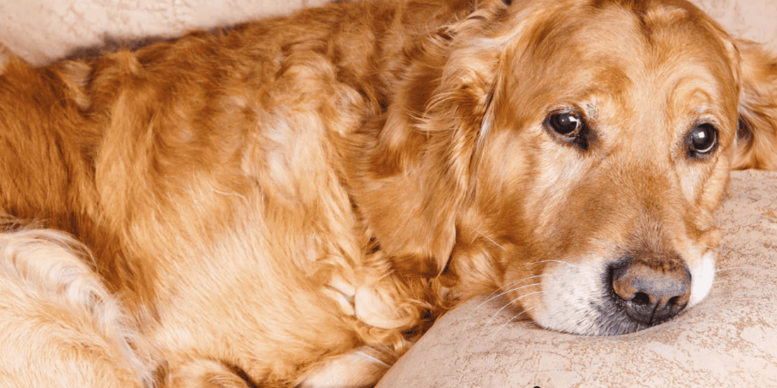 Golden retriever lying down, showing signs of incontinence and needing natural support solutions.