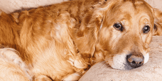 Golden retriever lying down, showing signs of incontinence and needing natural support solutions.