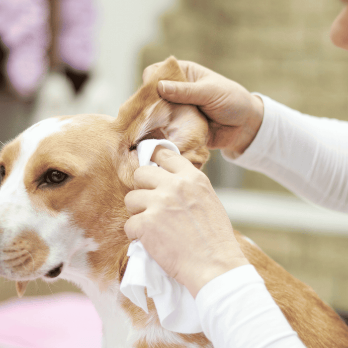 Dog receiving gentle ear cleaning from a pet owner to prevent infections and ensure ear health using a natural ear cleaner.