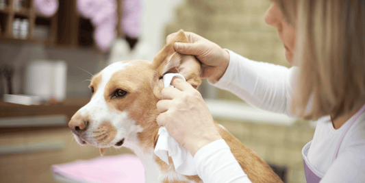 Dog receiving gentle ear cleaning from a pet owner to prevent infections and ensure ear health using a natural ear cleaner.