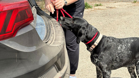 Dog Travel Sickness or Car Anxiety? How to Help Your Dog Enjoy Travelling Again