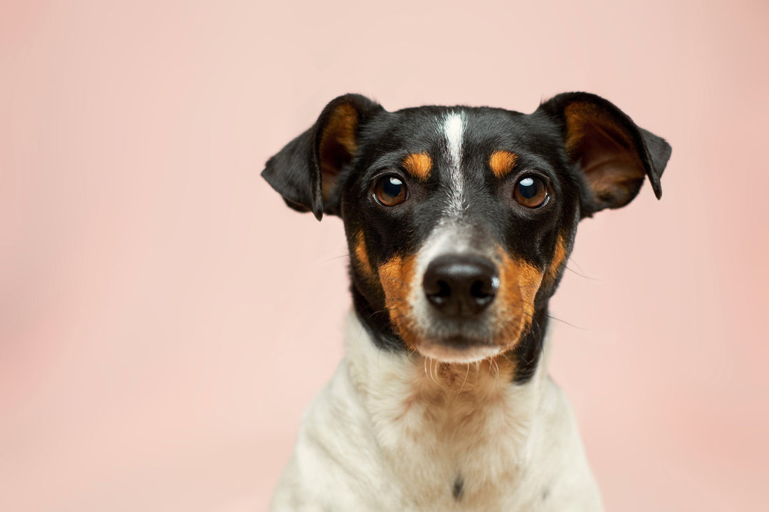 Natural Ways to Deal with Worms in Dogs