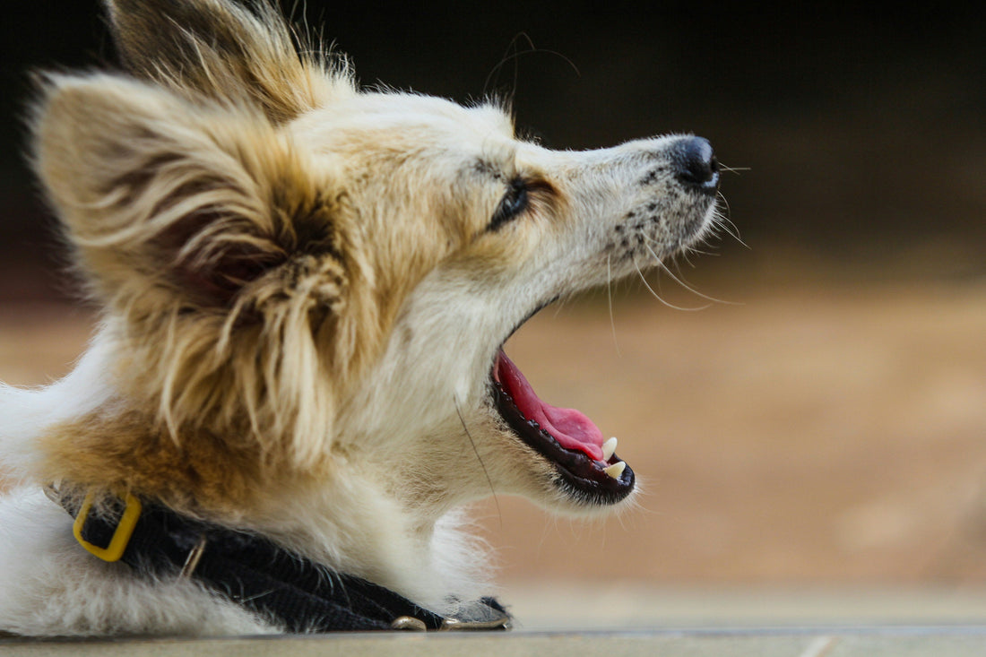 Barking at Everything? Help for Over-Excited and Anxious Dogs