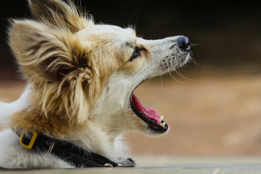 Barking at Everything? Help for Over-Excited and Anxious Dogs