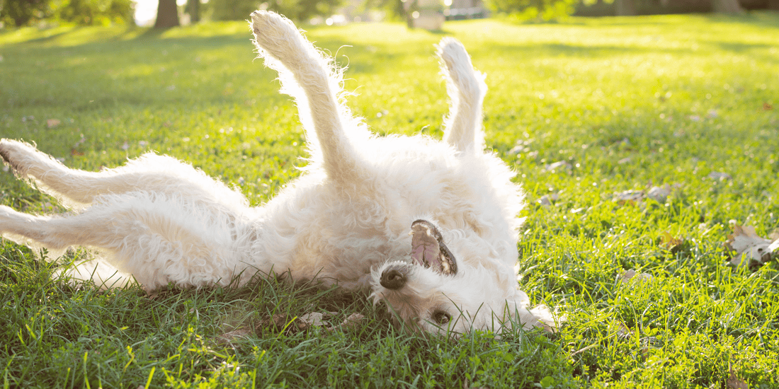 Happy dog rolling on green grass, enjoying the outdoors during allergy season.