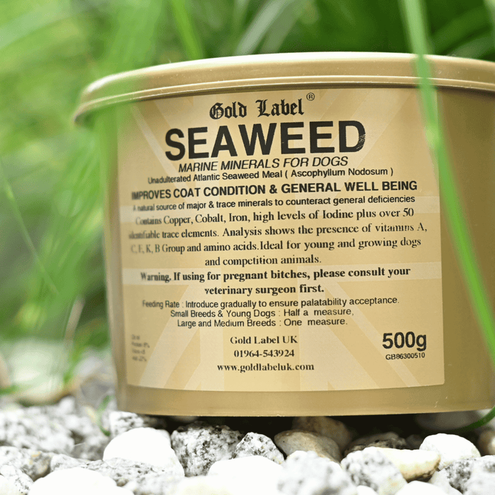 Seaweed supplement for dogs promoting coat condition and general well-being.