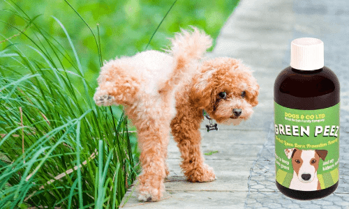 How To Stop Dog Wee Killing Grass