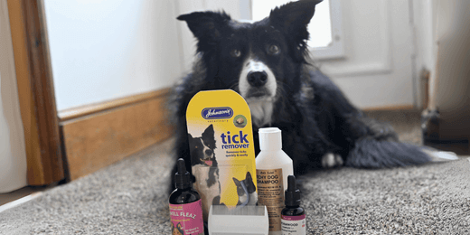 Image of dog laying down with natural flea products