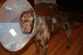 Brown dog wearing a large plastic cone collar in a living room environment