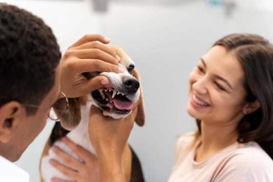 Fresh Ways To Keep Dogs Teeth Clean