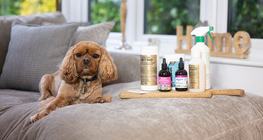 How Do You Get Rid of Fleas?