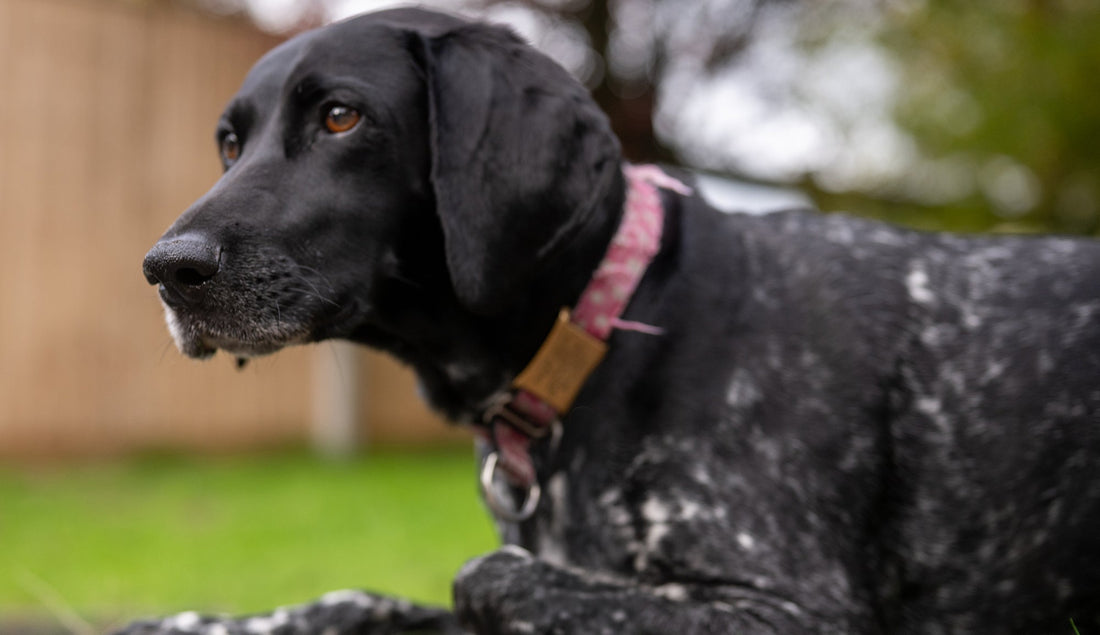 How To Feed A Raw Diet To Your Dog