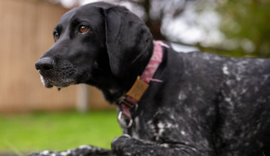 How To Feed A Raw Diet To Your Dog