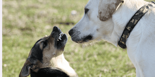 Two dogs looking aggressively at each other