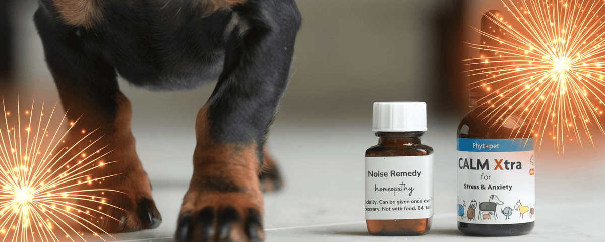 The remedies in the Fireworks Special pack pictured next to a dog's paws. 