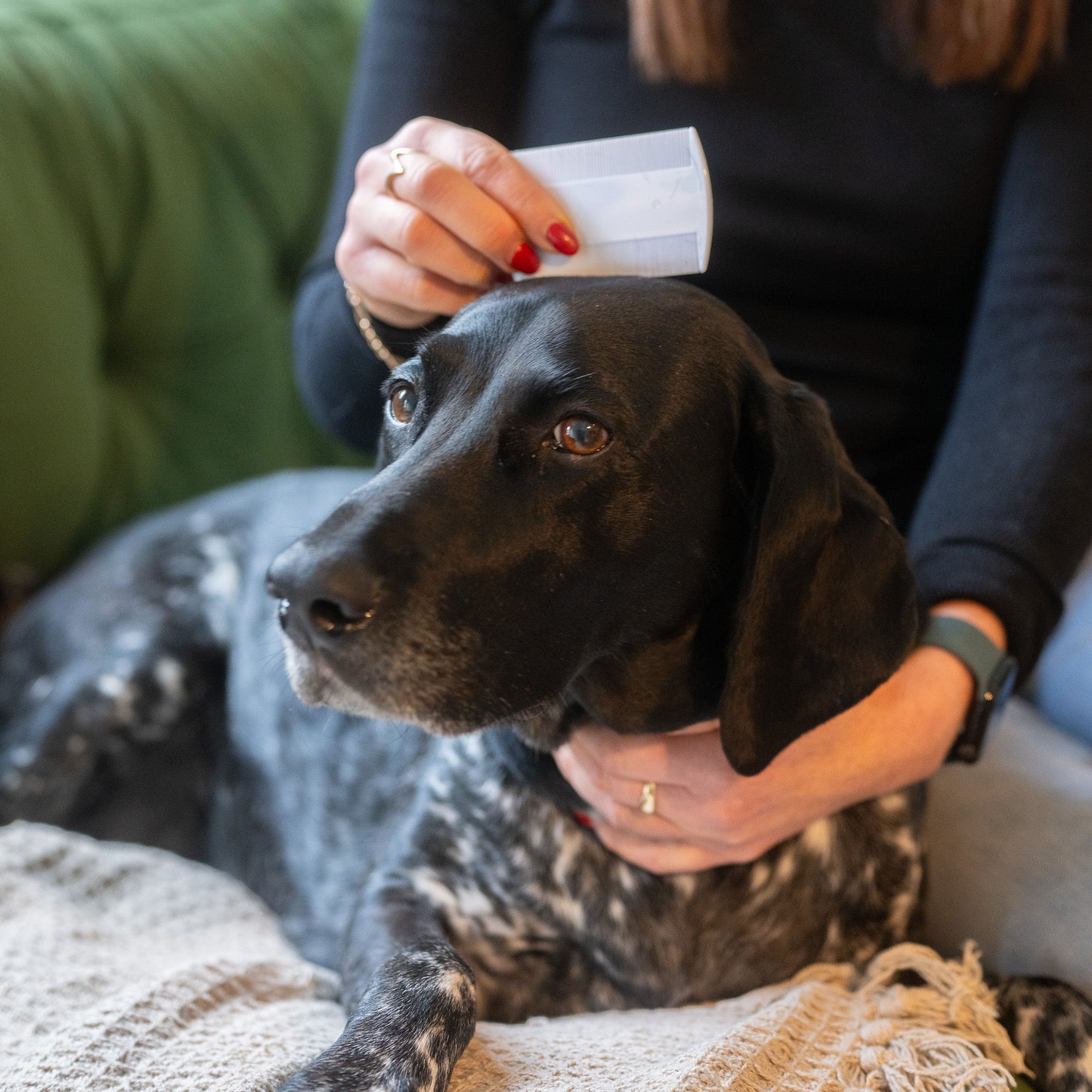 Flea comb being used on a dog's head