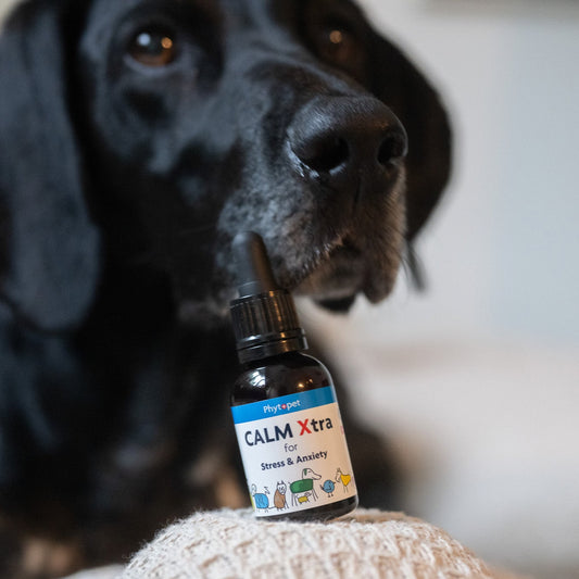 Calm Xtra Natural Calming Drops for Dogs