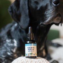 Calm and Focus For Dogs