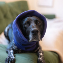 Anti-panic Dog Snood for Noise Sensitivity on a calm dog relaxing indoors.
