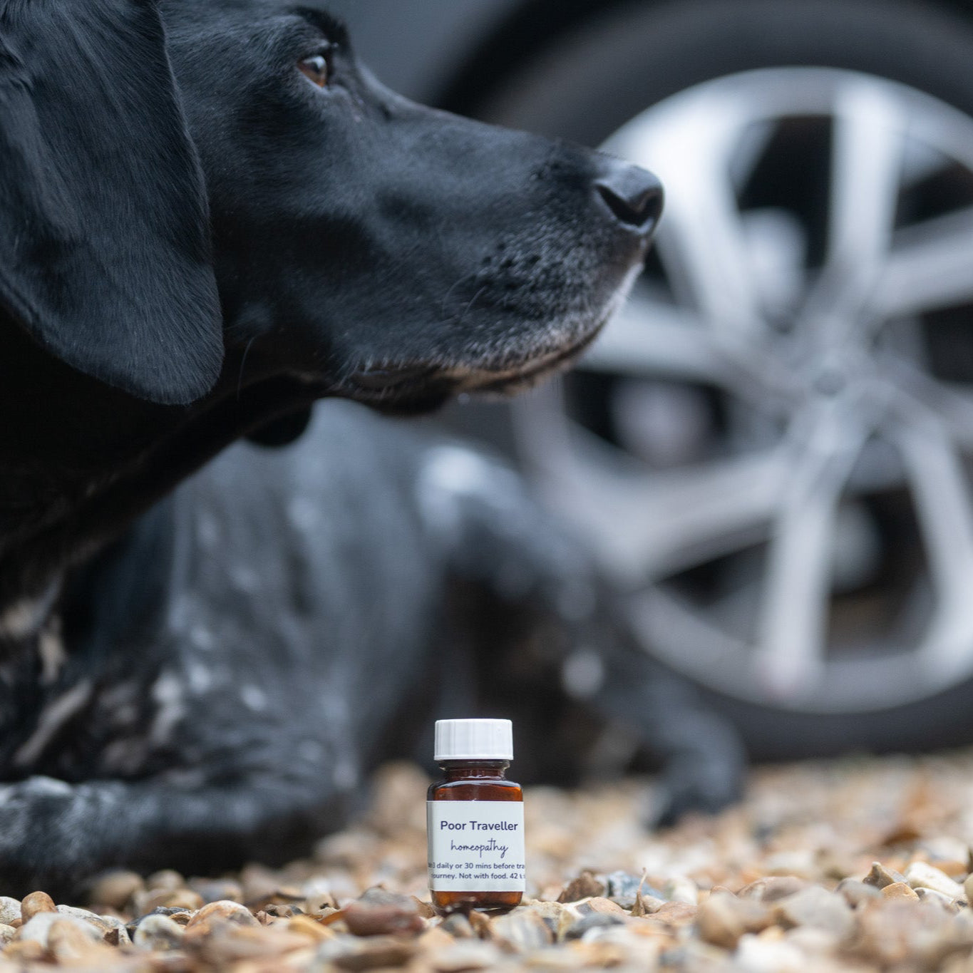Poor Traveller Travel Sickness Tablets for Dogs