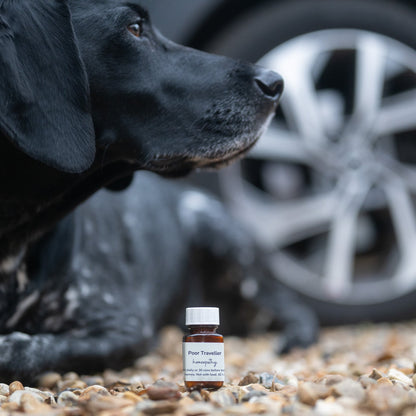 Poor Traveller Travel Sickness Tablets for Dogs