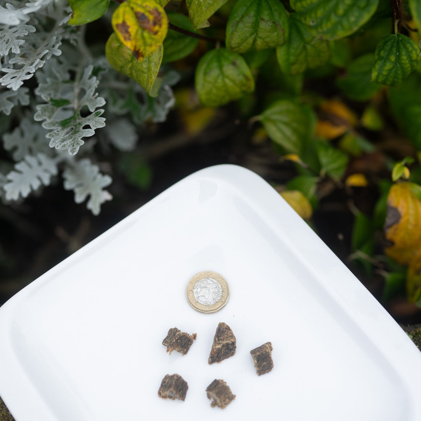 Eden Training Treats displayed on a white plate with a coin for size reference, surrounded by greenery.
