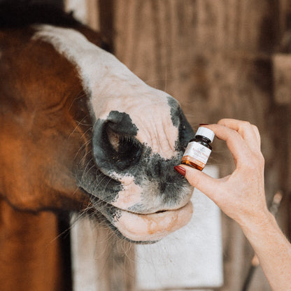 Active Stride – Natural Joint & Mobility Homeopathic Support for Horses