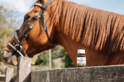 Seasonal Itch Support – Natural Skin Support for Horses in Midge Season