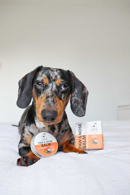 Dachshund sitting with paw and nose balm